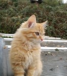 male ginger cat – 6 months old – lost in Macroom