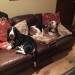 Two Bassett Hounds. Male. Neutered and chipped.