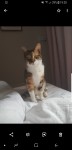 3yr female cat lost in hazelwood area of glanmire cork