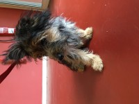 Female Yorkshire Terrier – Sundays Well