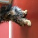 Female Yorkshire Terrier – Sundays Well