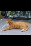 Ginger male cat lost in Waterford