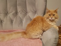Male Maine Coon Lost Passage West