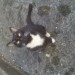 Cat found in The Briary, Carrigaline, Co. Cork
