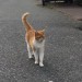 Cat about 9 months old found in ArdPatrick, Blackpool,Cork