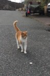 Cat about 9 months old found in ArdPatrick, Blackpool,Cork