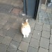 Male ginger cat found in Aldi Mahon Cork