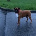 Boxer found in Rochestown cork area