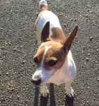 Female Jack Russell lost in Riverstick