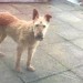 Irish terrier list in Blackrock/Ballintemple area