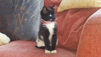 Black and white female cat. Missing from Ballincollig