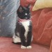 Black and white female cat. Missing from Ballincollig
