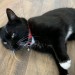 Found Black Kitten on Easter Sunday AM on Rochestown Road (between garage and Harty’s Quay). Signs of recent operation