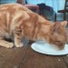 Young male ginger cat found Co. Limerick