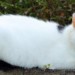 White female cat lost in Ballinhassig