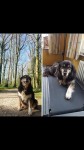 Missing Collie Liscarroll, North Cork