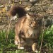 Male Maine Coon cat lost in Kinsale
