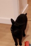 Male black cat lost in Shanbally