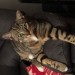 male tabby cat lost Lissarda/Kilmurry