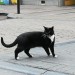 Black cat found in city centre