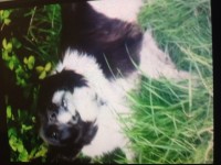 Male collie lost in Carrignavar/Glenville area