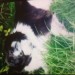 Male collie lost in Carrignavar/Glenville area