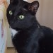 Found stray black cat, Main Street, Castlemartyr