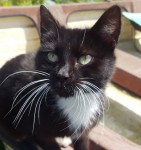Young black and white female cat – Nohoval area