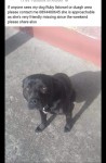 *MISSING* STAFFIE IN Duagh