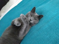 Grey male cat missing from Belgooly