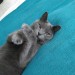 Grey male cat missing from Belgooly