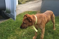Dog found in Ballygarvan Co Cork