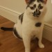 Thomas,black and white cat
