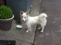 White male dog found in Blarney