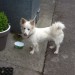 White male dog found in Blarney