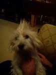 Lost westie in Rochestown