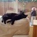 Male jet black cat missing for one week from Montenotte