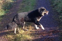 Lost in Dungourney Female Samoid/Bernese X