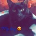 Lost jet black cat in Boherbue,Mallow