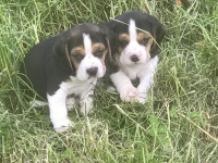 2 Beagle pups missing from Kilwatermoy (Tallow/Youghal)