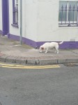 Found Male Dog in Cork City