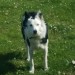 Female sheep dog black and white colour.one blue eye.missing from kilnadur/gortaroe area near dunmanway since fri eve last.last seen fri night on bantry line in this area.very friendly.she has a black colour on.