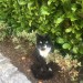 Found black and white cat cork