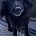 Two dogs, one golden ( possible Labrador ) and one black long hair ( both medium height)