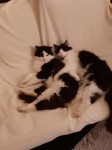 Lost 2 black/white/brown male neutered cats, ballygarvan