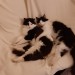 Lost 2 black/white/brown male neutered cats, ballygarvan