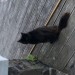 Found black cat near Mallow