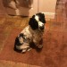 Springer Spaniel Male Black and White 3yr old lost in the Kilbeg area of Bandon