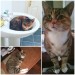 Female indoor cat lost in Rosscarbery