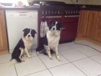 Female Border Collie near Boherbue (R577) near Mallow